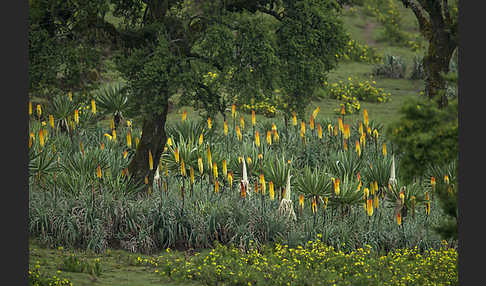 Fackellilie (Kniphofia foliosa)