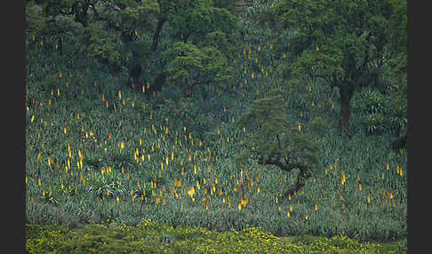 Fackellilie (Kniphofia foliosa)