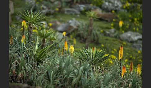 Fackellilie (Kniphofia foliosa)