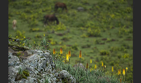 Fackellilie (Kniphofia foliosa)