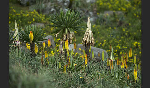 Fackellilie (Kniphofia foliosa)