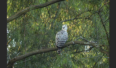 Kronenadler (Stephanoaetus coronatus)