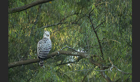 Kronenadler (Stephanoaetus coronatus)