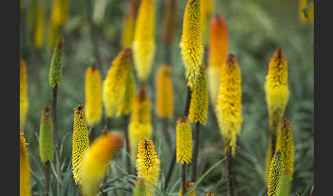 Fackellilie (Kniphofia foliosa)