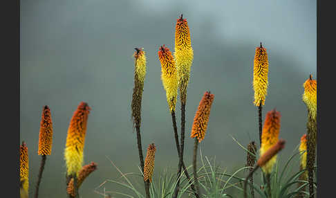 Fackellilie (Kniphofia foliosa)