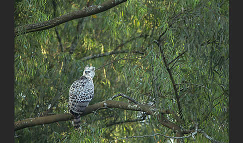 Kronenadler (Stephanoaetus coronatus)