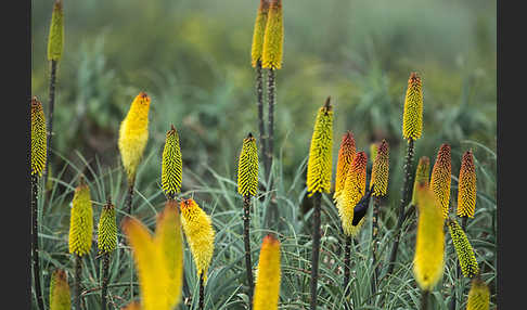 Takazzenektarvogel (Nectarinia tacazze)