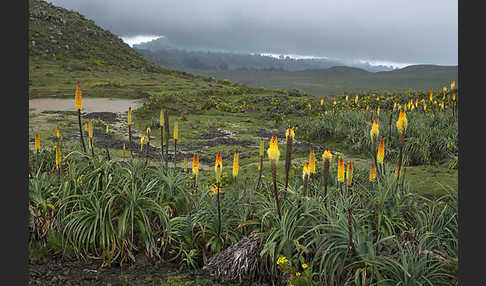 Fackellilie (Kniphofia foliosa)