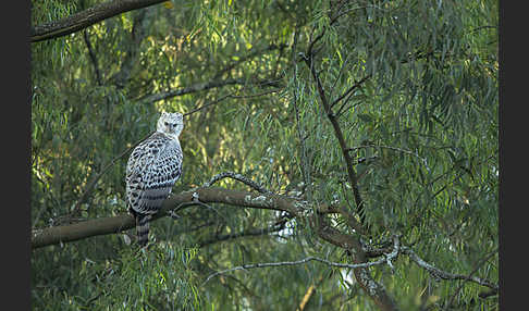 Kronenadler (Stephanoaetus coronatus)