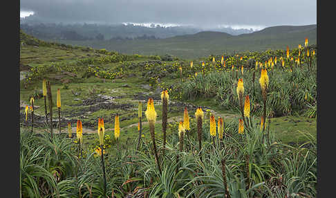 Fackellilie (Kniphofia foliosa)