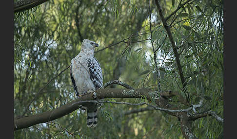 Kronenadler (Stephanoaetus coronatus)