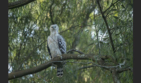 Kronenadler (Stephanoaetus coronatus)