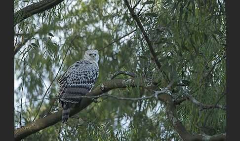 Kronenadler (Stephanoaetus coronatus)