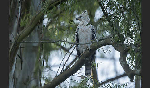 Kronenadler (Stephanoaetus coronatus)