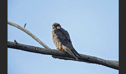 Lannerfalke sspec.2 (Falco biarmicus abyssinicus)