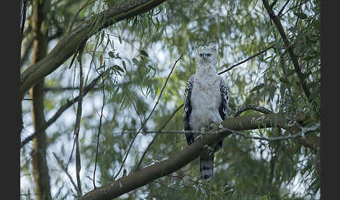 Kronenadler (Stephanoaetus coronatus)