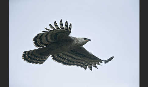 Kronenadler (Stephanoaetus coronatus)