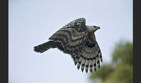 Kronenadler (Stephanoaetus coronatus)