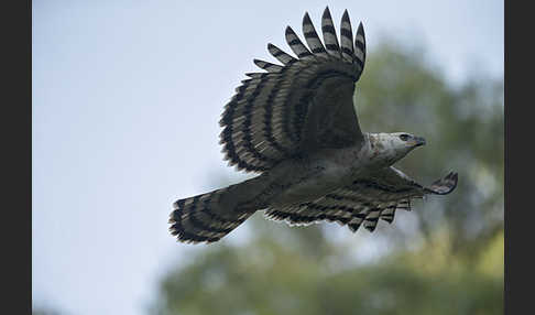 Kronenadler (Stephanoaetus coronatus)