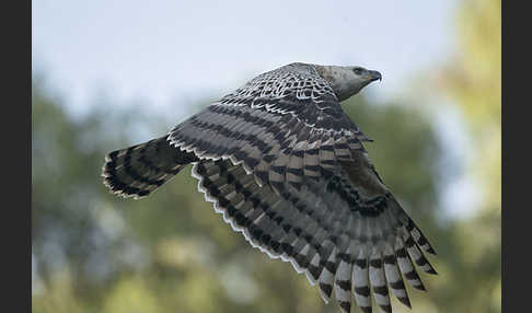 Kronenadler (Stephanoaetus coronatus)