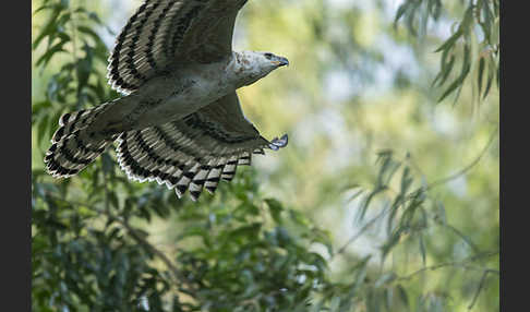 Kronenadler (Stephanoaetus coronatus)