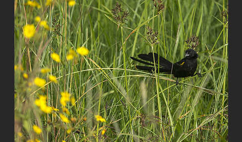 Gelbschulterweber (Euplectes macroura macrocercus)