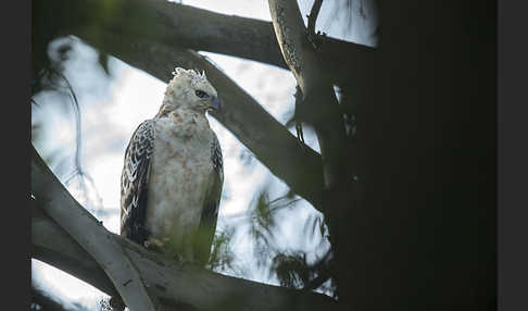 Kronenadler (Stephanoaetus coronatus)