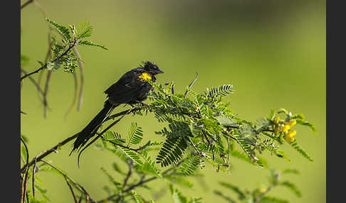 Gelbschulterweber (Euplectes macroura macrocercus)