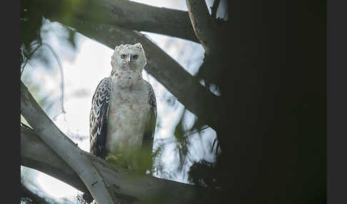 Kronenadler (Stephanoaetus coronatus)