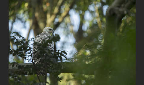 Kronenadler (Stephanoaetus coronatus)