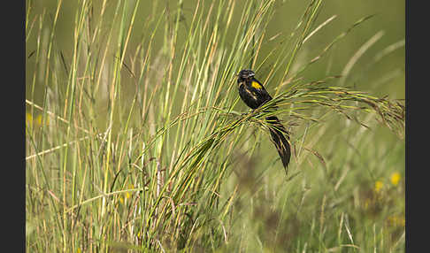 Gelbschulterweber (Euplectes macroura macrocercus)