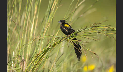 Gelbschulterweber (Euplectes macroura macrocercus)