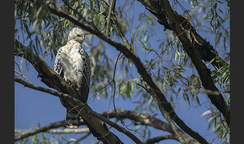 Kronenadler (Stephanoaetus coronatus)