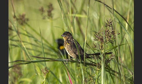 Gelbschulterweber (Euplectes macroura macrocercus)