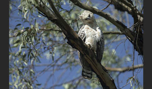 Kronenadler (Stephanoaetus coronatus)