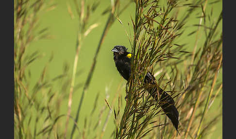 Gelbschulterweber (Euplectes macroura macrocercus)