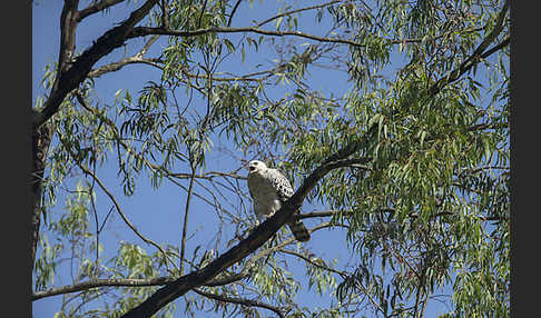 Kronenadler (Stephanoaetus coronatus)