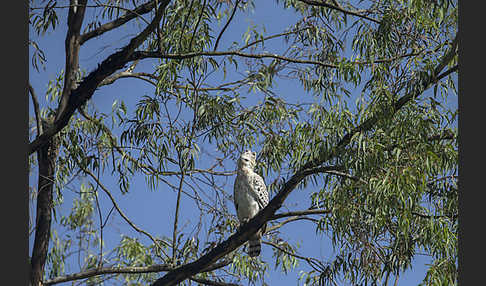 Kronenadler (Stephanoaetus coronatus)