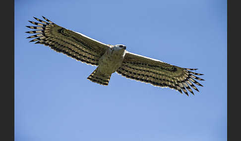 Kronenadler (Stephanoaetus coronatus)