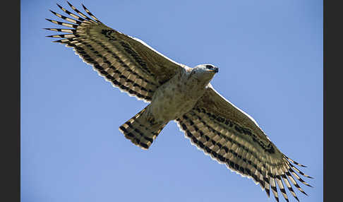 Kronenadler (Stephanoaetus coronatus)