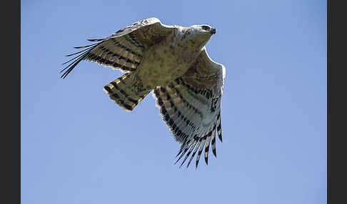 Kronenadler (Stephanoaetus coronatus)