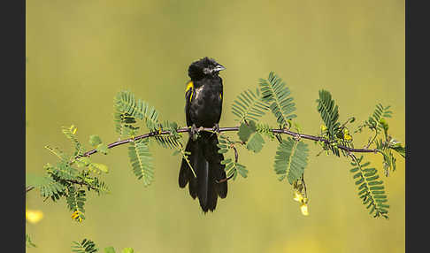 Gelbschulterweber (Euplectes macroura macrocercus)