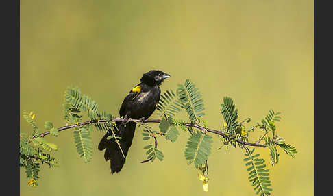 Gelbschulterweber (Euplectes macroura macrocercus)