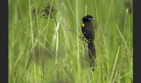 Gelbschulterweber (Euplectes macroura macrocercus)