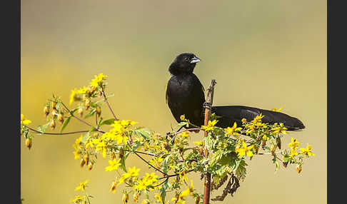 Gelbschulterweber (Euplectes macroura macrocercus)