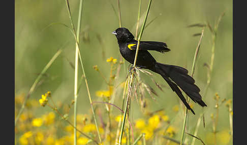 Gelbschulterweber (Euplectes macroura macrocercus)