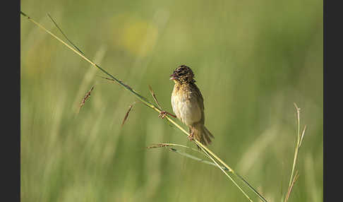 Gelbschulterweber (Euplectes macroura macrocercus)