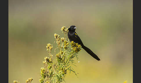 Gelbschulterweber (Euplectes macroura macrocercus)