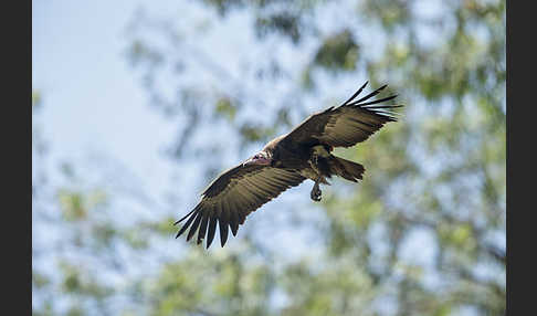 Kappengeier (Necrosyrtes monachus)