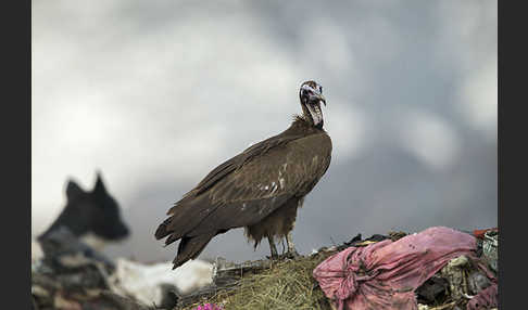 Kappengeier (Necrosyrtes monachus)